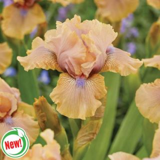 Country Dance Iris Thumbnail